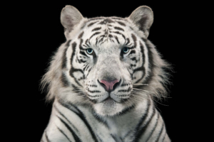 White Tiger Bengal Tiger7954312702 300x200 - White Tiger Bengal Tiger - white, Tiger, Bengal